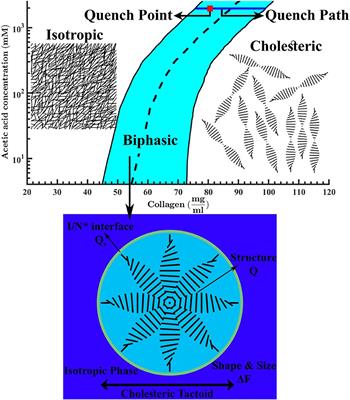 Theoretical Platform for Liquid-Crystalline Self-Assembly of Collagen-Based Biomaterials